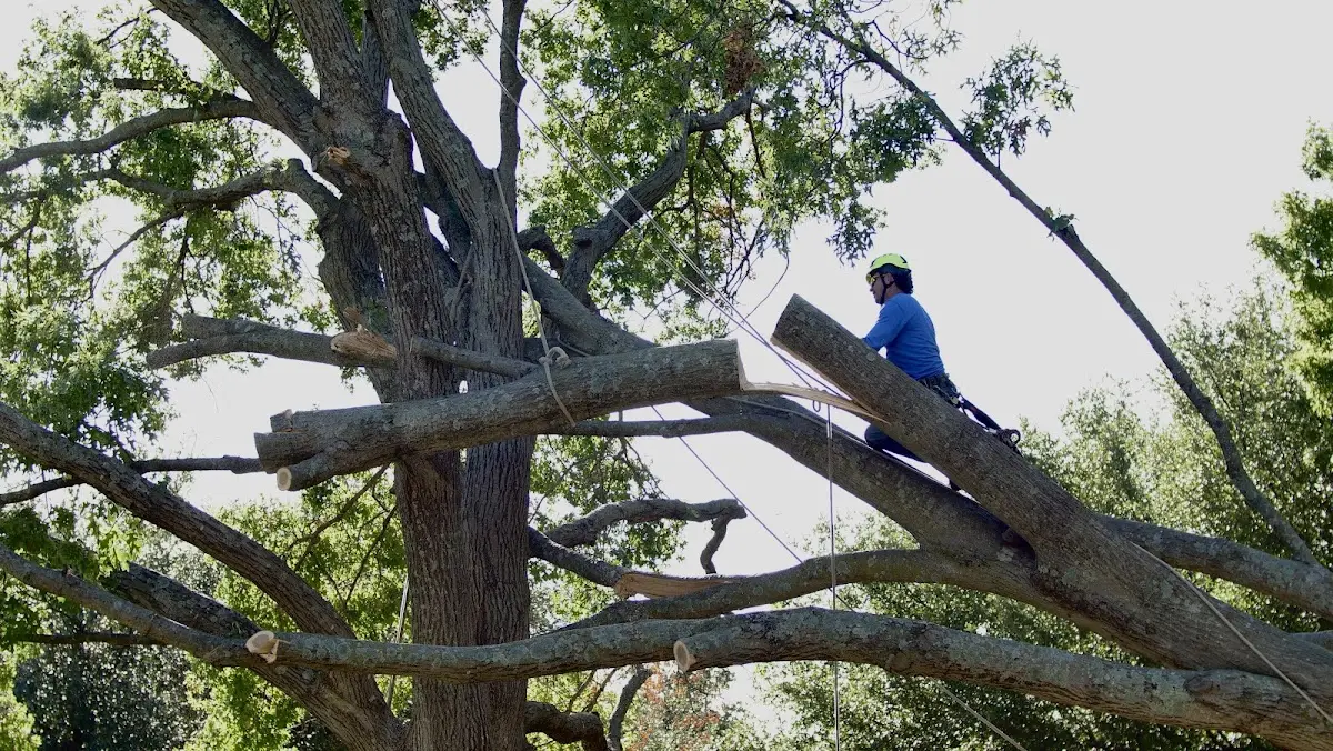 Professional Crown Thinning performed by certified arborists in Wesson
