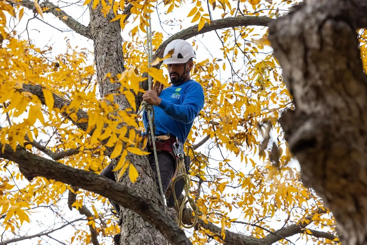 Skilled Dead Tree Removal crew working in Wesson